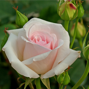 Ružičasta - Ruža - Ophelia™ - 
